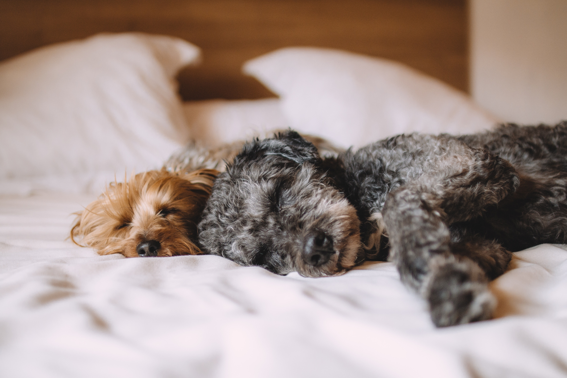 Cute Dogs Lying on Bed