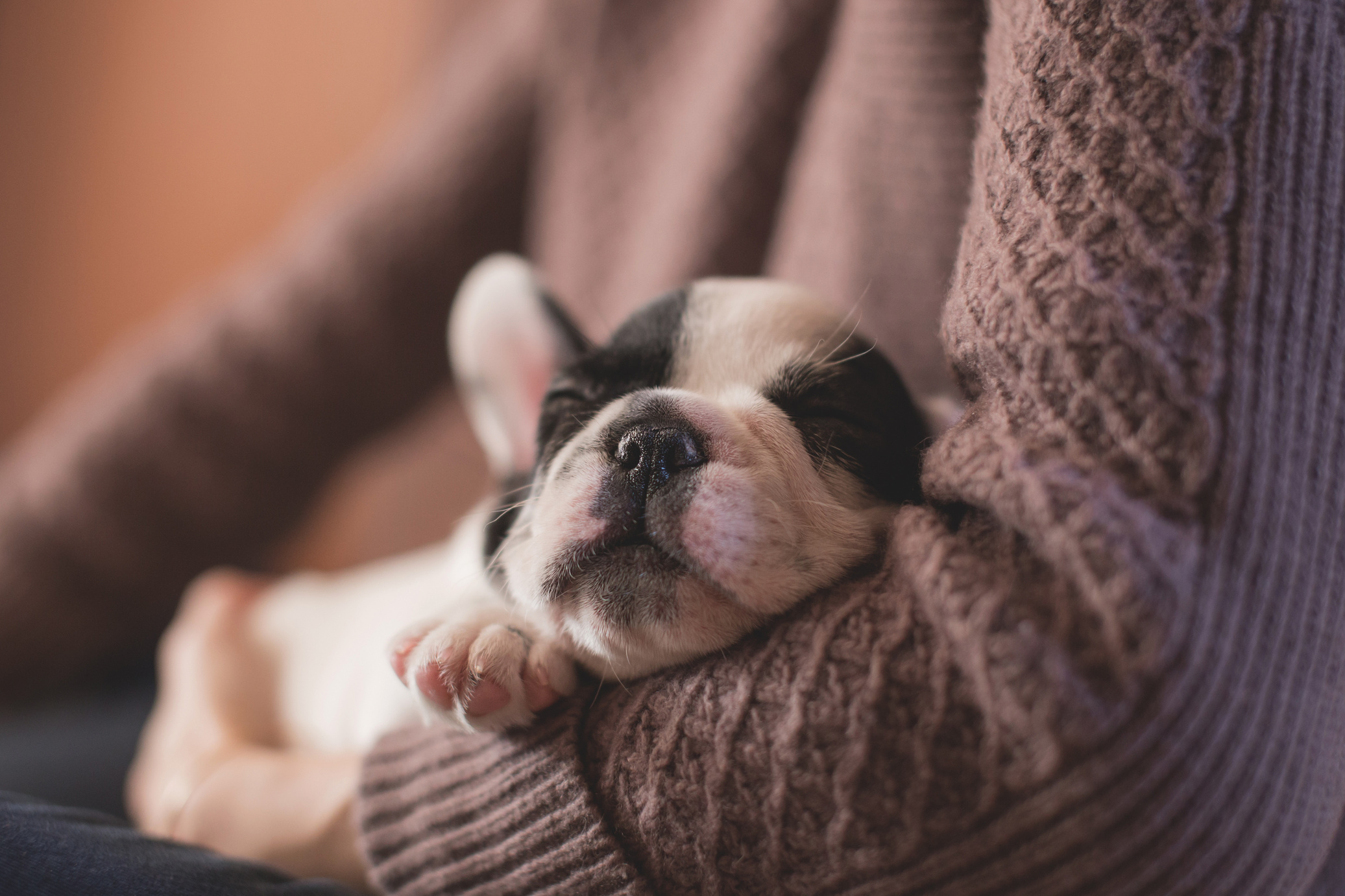 Puppy Sleeping in Human Arm